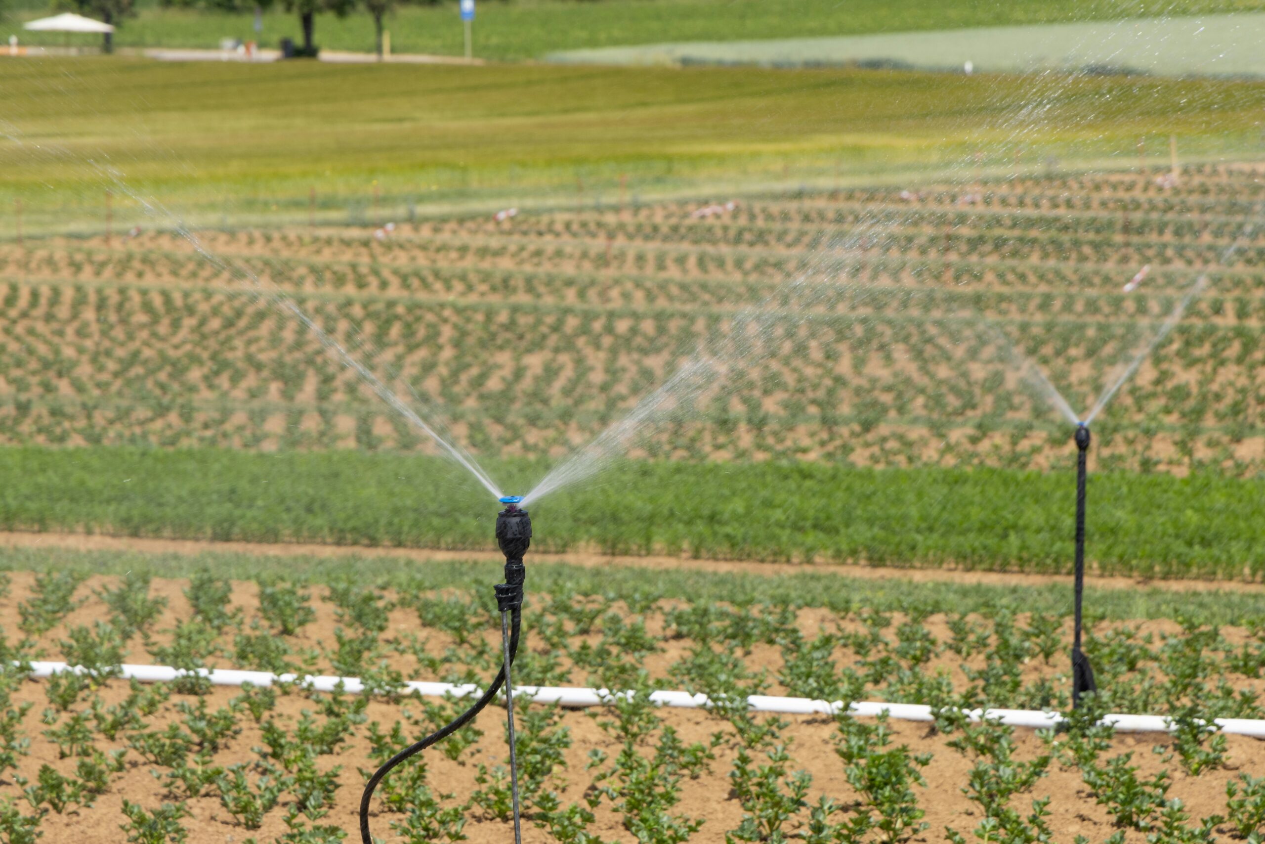irrigation