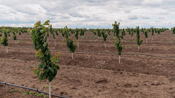 Automatisation irrigation